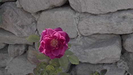 Bright-pink-rose-against-a-gray-stone-wall