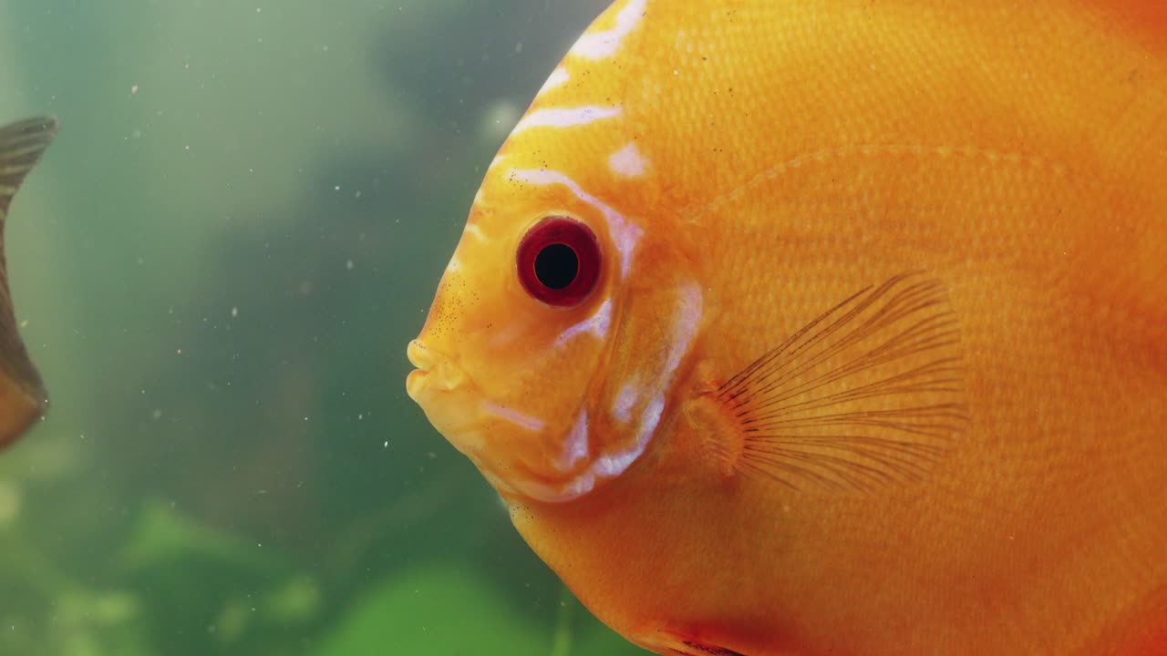 плывущий по морю