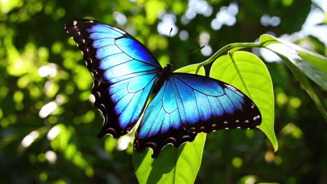 a blue morpho butterfly resting on a leaf