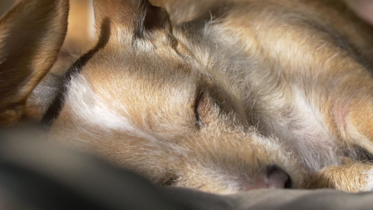 빛 아래 잠자는 개