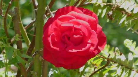 closeup of red rose