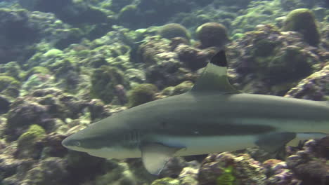 Blacktip-reef-shark-approaching-camera-close-to-coral-reef