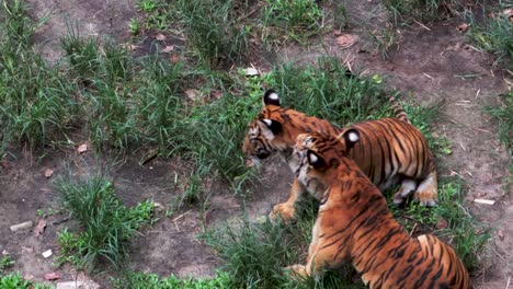 tiger cubs wrestling together in the grass