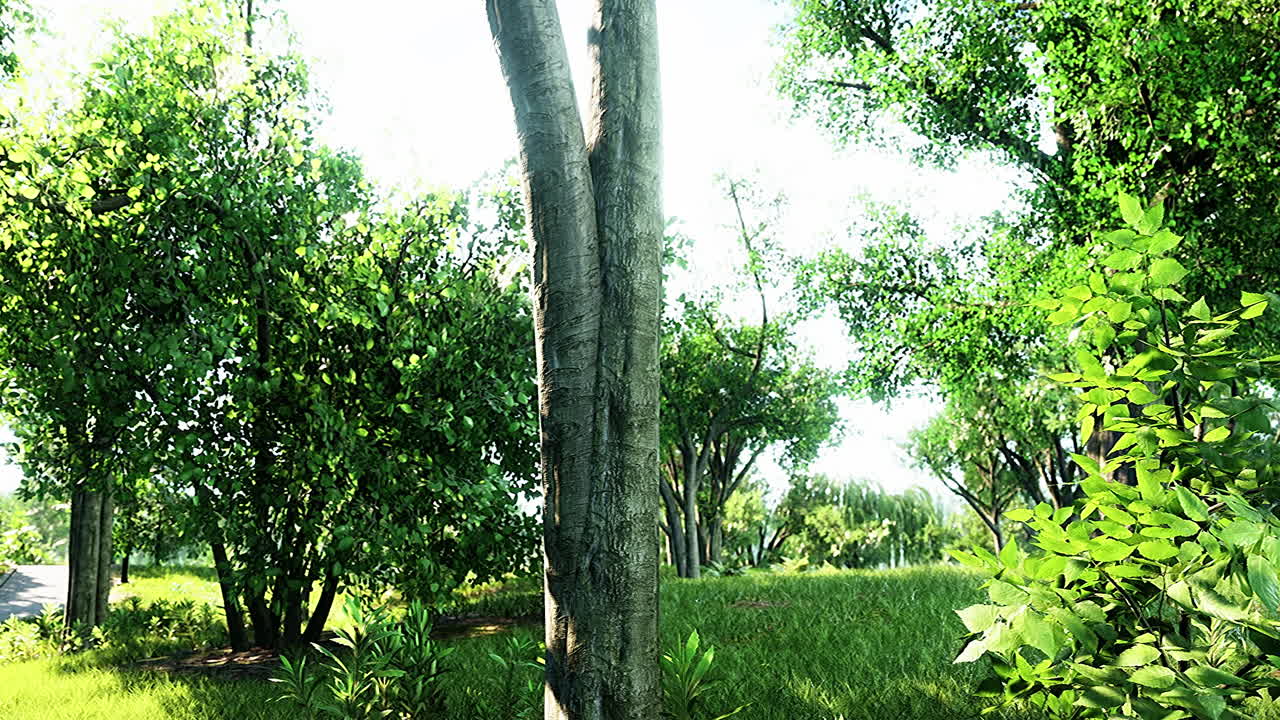 Sunrise beam in the beautiful summer park