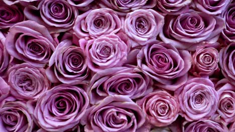 Natural-roses-background-closeup