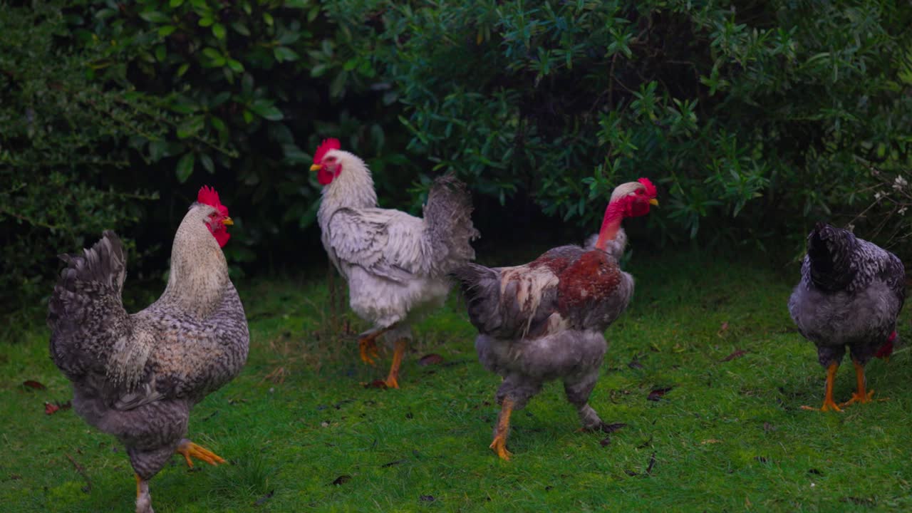 Chilean Chicken Rooster family in Castro, Chilo&eacute; south of Chile