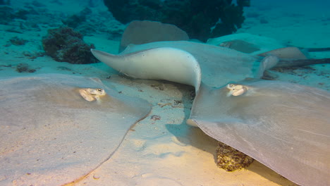 four large stingrays rest at sandy bottom in indian ocean