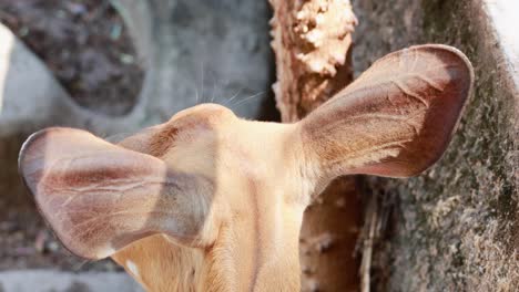 bushbuck feeding on tree bark in enclosure