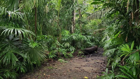 Der-Pov-Des-Reisenden,-Der-Vorwärts-Geht,-Wirft-Den-Regenwalddschungel-Nach-Dem-Regen-Auf-Einen-Unbefestigten-Weg,-Als-Plötzlich-Ein-Wildes-Tier-über-Den-Gehweg-Läuft