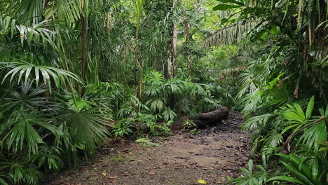 el punto de vista del viajero caminando hacia adelante lanza selvas tropicales en un camino de tierra después de la lluvia cuando de repente un animal salvaje cruza la pasarela