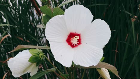 la flor del hibisco blanco de cerca