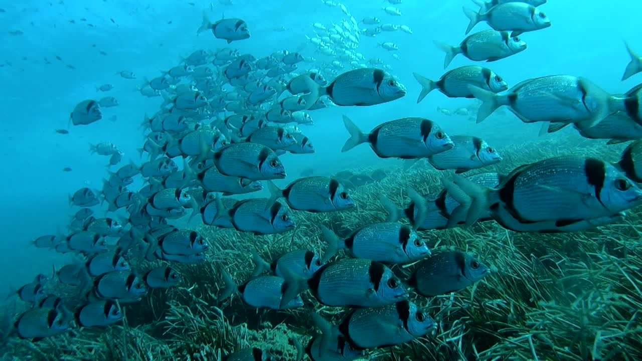 School of Fish in Underwater Seabed