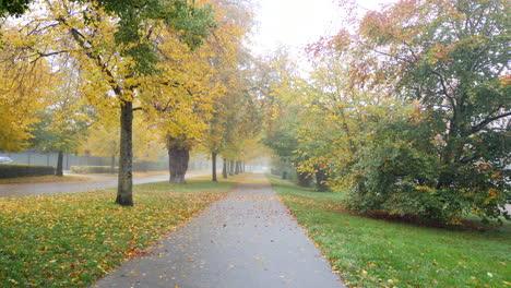 autumn trees avove suburb street