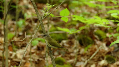 vireo de ojos rojos sentado en una rama en el bosque, pájaro cantor americano