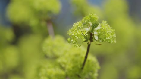 Leuchtend-Gelbgrüne-Blüten-Und-Frische-Blätter-An-Schlanken-Zweigen