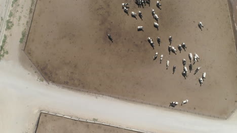 AERIAL---Tilt-Down-Drone-Shot-of-Herd-of-Cows-in-a-Pen