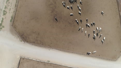 Aéreo---Tiro-De-Drone-Inclinado-Hacia-Abajo-De-Un-Rebaño-De-Vacas-En-Un-Corral