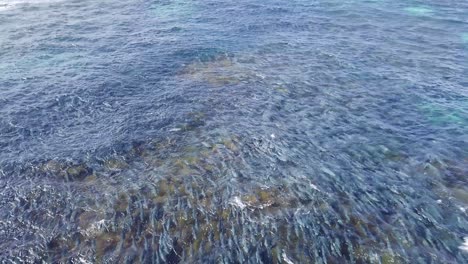 Very-large-school-of-Salmon-during-migration,-shot-over-head-with-a-drone