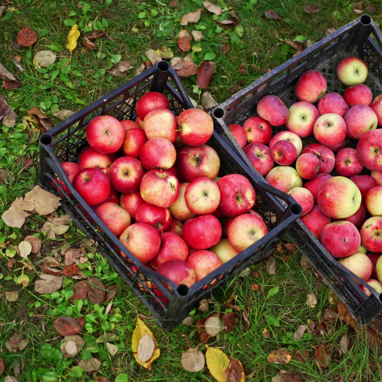 Fresh red apples picked up from trees in three boxes standing on the grass. Fruit from new harvest in the garden. Top view