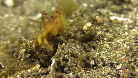 yellow-orangutan-crab-catches-prey,-close-up-shot-during-daylight-on-sandy-bottom