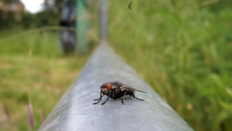 Fliege,-Sitzend-Und-Chillend-Auf-Einem-Metallzaun,-Nahaufnahme