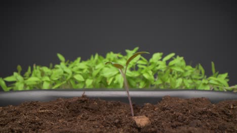 Makro-Studioaufnahme-Einer-Frau,-Die-Tomatensämlinge-Umpflanzt