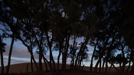 tree desert 00