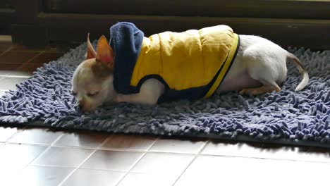 small female chihuahua dog sleeping