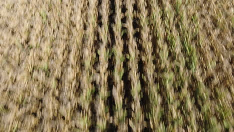 aerial view of dry cornfield panning to vast farm landscape