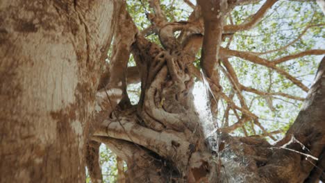 camera going down treetop trunk in rainforest in costa rica