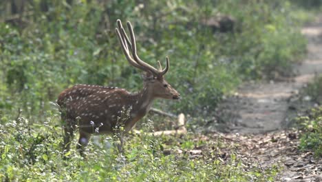 un ciervo manchado alerta a su entorno en las densas selvas del parque nacional de chitwan en nepal