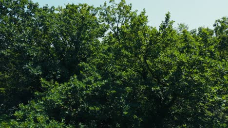 vibrant green forest treetops shimmer in the midday light of summer