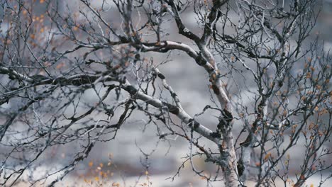 a close-up video of twisted leafless branches of the birch tree on the blurry background