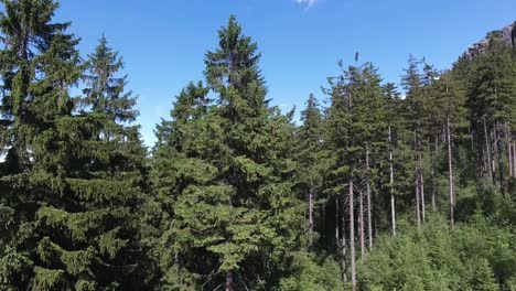 dynamic drone shot of tall trees in mountain forest 4k