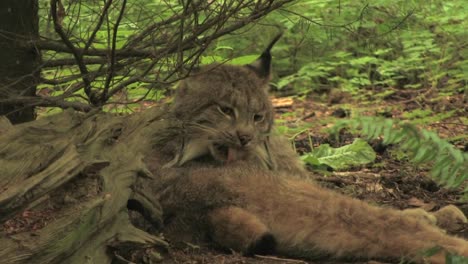 Ein-Rotluchs-Leckt-Sich-In-Einem-Wald