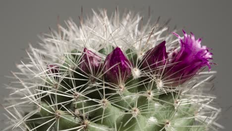 time lapse pink cactus flowers blooming 4k