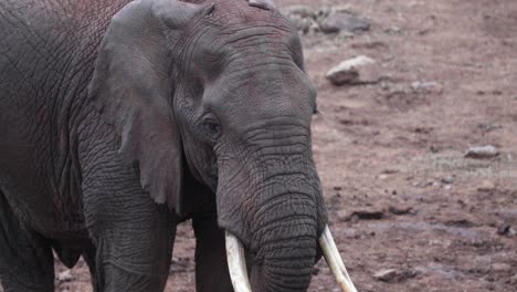 Primer-Plano-Del-Elefante-Africano,-Cara-Arrugada-Con-Colmillo.