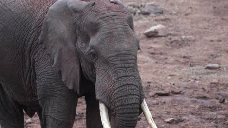 un elefante africano en primer plano, cara arrugada con colmillos.