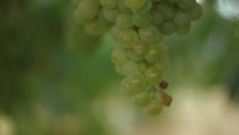 grapevine  in organic vegetable garden