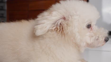 Cute-white-toy-poodle-dog-rests-on-floor-indoors,-close-up-pull-out