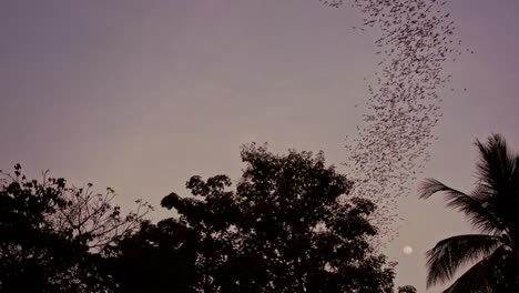 wrinkle-lipped bats flying in the purple night sky near phnom sampeau bat cave at dusk, battambang, cambodia tilt up