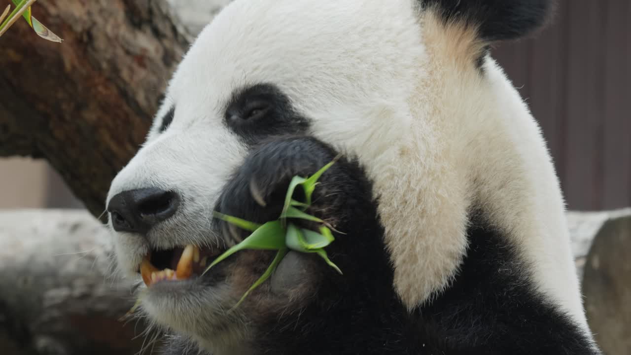 el panda gigante (ailuropoda melanoleuca) también conocido como el oso panda o simplemente el panda, es un oso nativo del sur de china central.