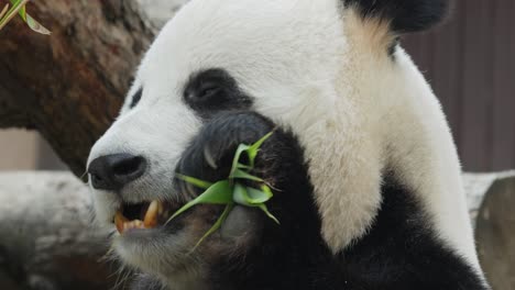 Der-Große-Panda-(Ailuropoda-Melanoleuca),-Auch-Pandabär-Oder-Einfach-Panda-Genannt,-Ist-Ein-Im-Süden-Zentralchinas-Beheimateter-Bär.