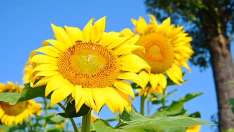 low angle pan view blooming sunflowers in the field close up in a sunny morning