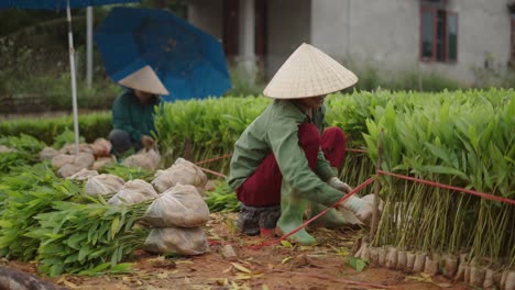 planting young trees in a field