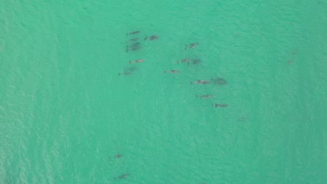 Vista-Aérea-De-Una-Manada-De-Delfines-Nadando-Suavemente-En-Las-Aguas-Cristalinas-Del-Océano-Pacífico-2