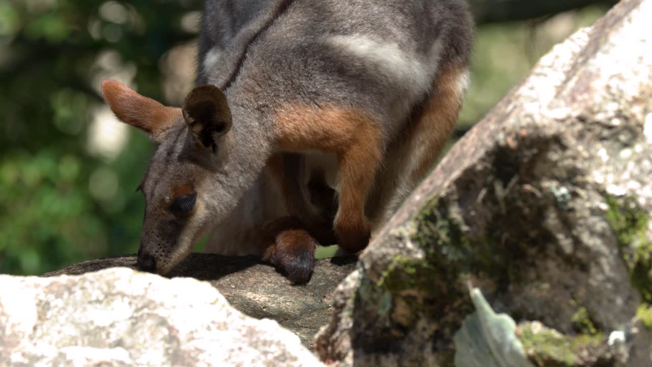 Un wallaby di palude si erge su uno sperone roccioso sotto la luce solare intensa in un habitat naturale