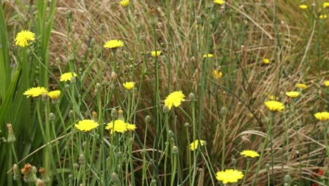 yellow wildflowers gently moving in the wind