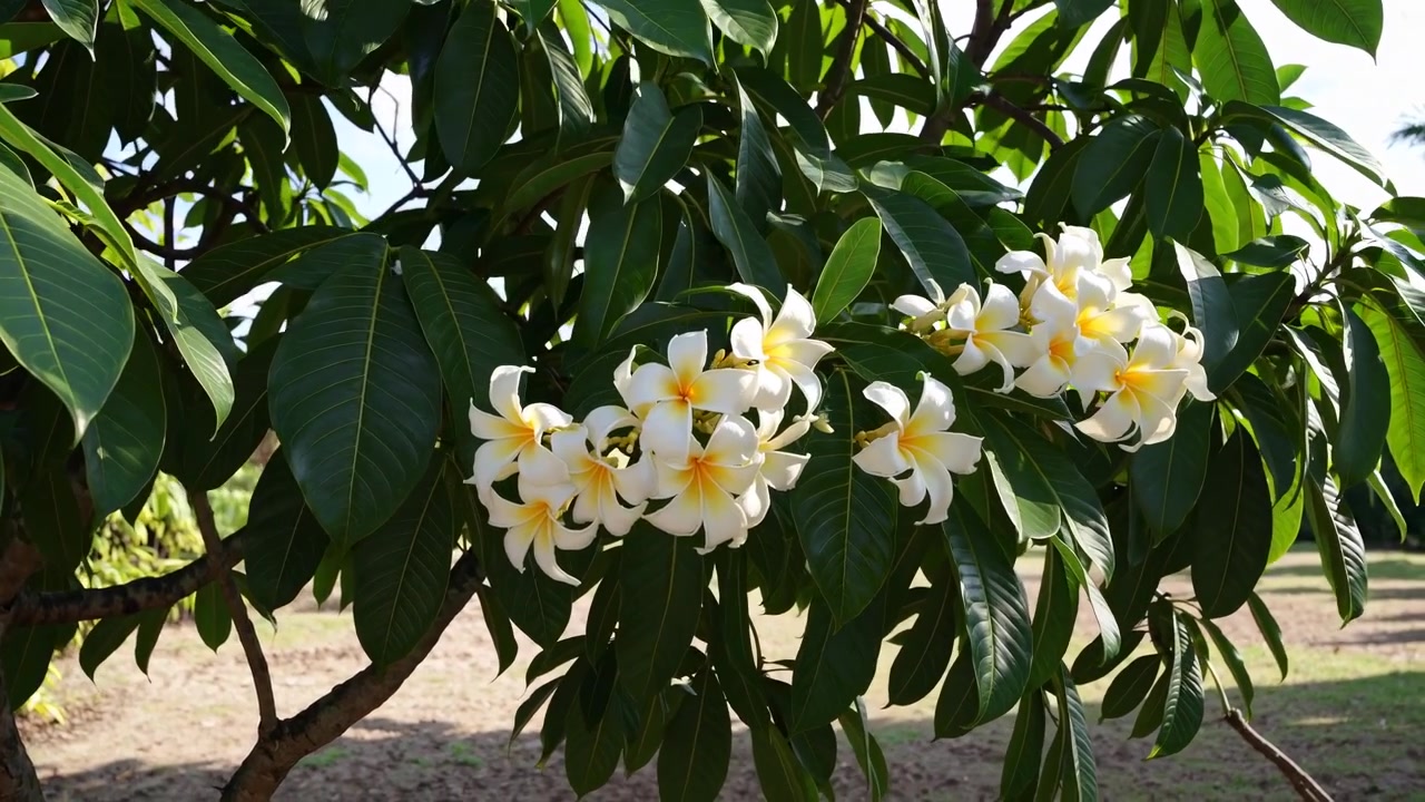 Fiori di plumeria bianchi e gialli in fiore su un albero