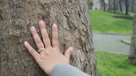 la mano de una mujer tocando la corteza de un árbol en un parque